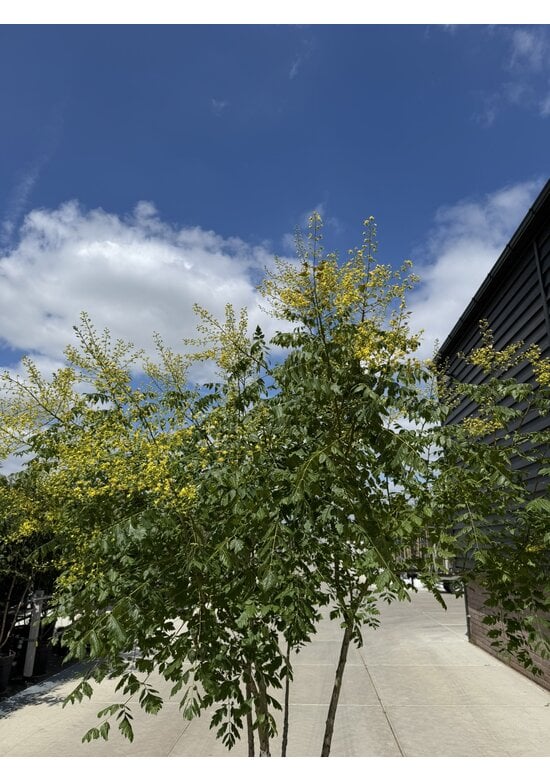 Blasenbaum Mehrstämmig | Koelreuteria paniculata