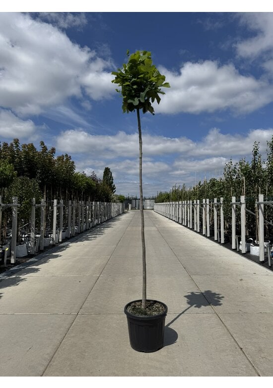 Kugel-Tulpenbaum 'Edward Gursztyn' | Liriodendron tulipifera 'Edward Gursztyn'
