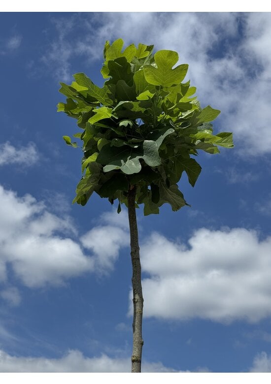 Kugel-Tulpenbaum 'Edward Gursztyn' | Liriodendron tulipifera 'Edward Gursztyn'
