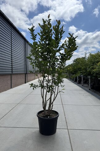 Magnolie 'Merrill' - Mehrstämmig | Magnolia loebneri 'Merrill'