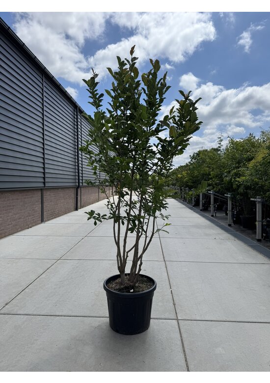 Magnolie 'Merrill' - Mehrstämmig | Magnolia loebneri 'Merrill'