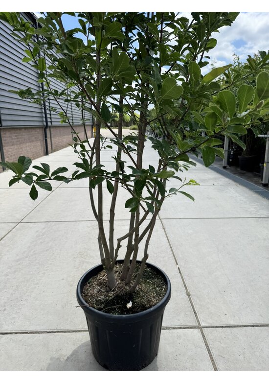 Magnolie 'Merrill' - Mehrstämmig | Magnolia loebneri 'Merrill'