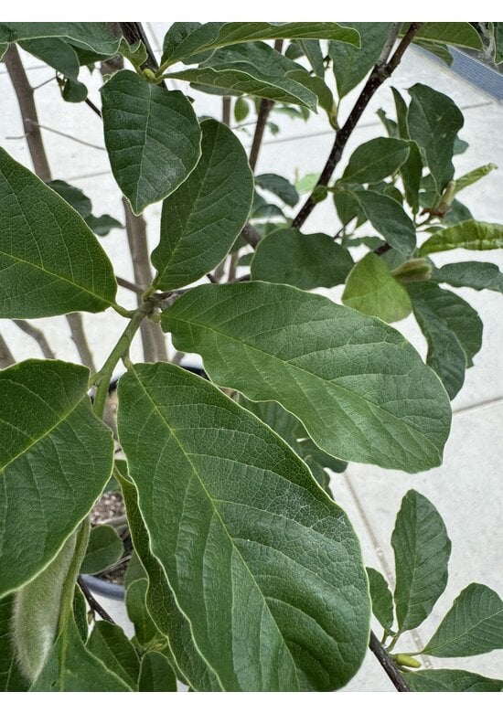 Magnolie 'Merrill' - Mehrstämmig | Magnolia loebneri 'Merrill'