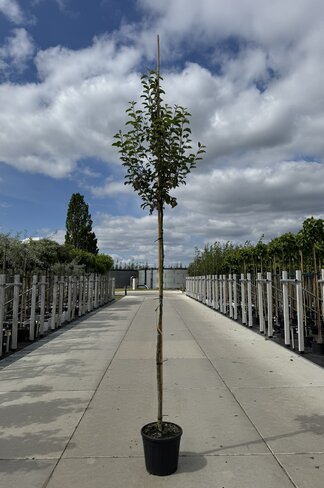 Zierapfel ‘Braendkjaer’ | Malus ‘Braendkjaer’