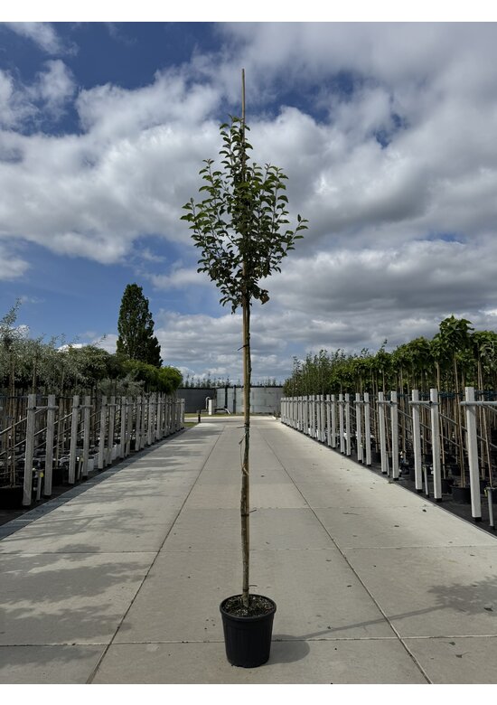 Zierapfel ‘Braendkjaer’ | Malus ‘Braendkjaer’