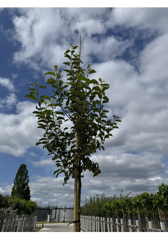 Zierapfel ‘Braendkjaer’ | Malus ‘Braendkjaer’
