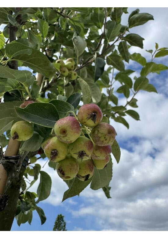 Zierapfel ‘Braendkjaer’ | Malus ‘Braendkjaer’