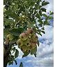 Zierapfel ‘Braendkjaer’ | Malus ‘Braendkjaer’