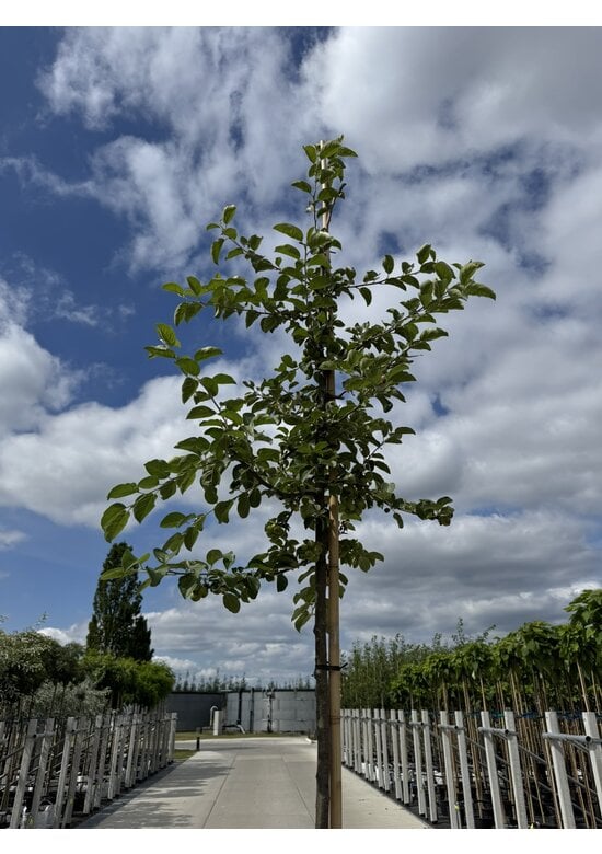 Zierapfel 'Butterball' | Malus 'Butterball'