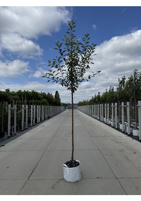 Apfelbaum - Herbstapfel 'Cox Orange Pippin' | Malus domestica 'Cox Orange Pippin'