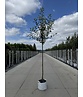 Apfelbaum - Herbstapfel 'Cox Orange Pippin' | Malus domestica 'Cox Orange Pippin' Apfelbaum - Herbstapfel 'Cox Orange Pippin' | Malus domestica 'Cox Orange Pippin'