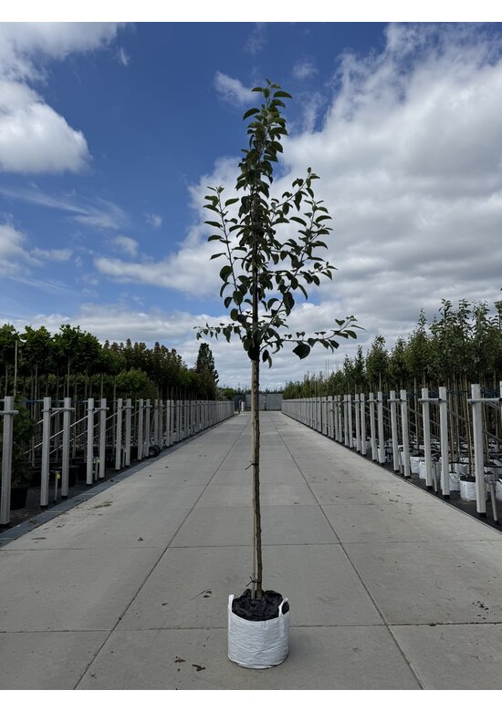 Apfelbaum 'Gravensteiner' | Malus domestica 'Gravensteiner'