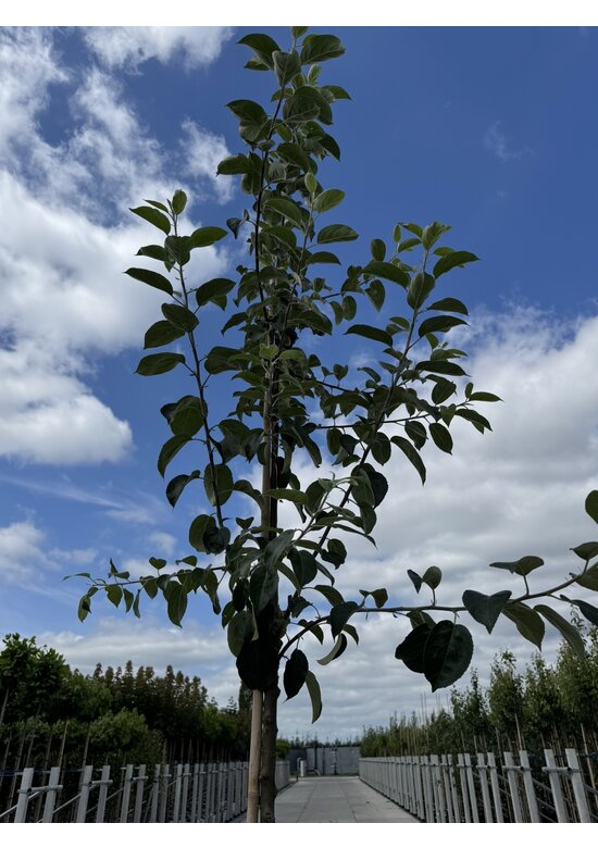Apfelbaum 'Gravensteiner' | Malus domestica 'Gravensteiner' Apfelbaum 'Gravensteiner' | Malus domestica 'Gravensteiner'