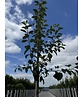 Apfelbaum 'Gravensteiner' | Malus domestica 'Gravensteiner' Apfelbaum 'Gravensteiner' | Malus domestica 'Gravensteiner'