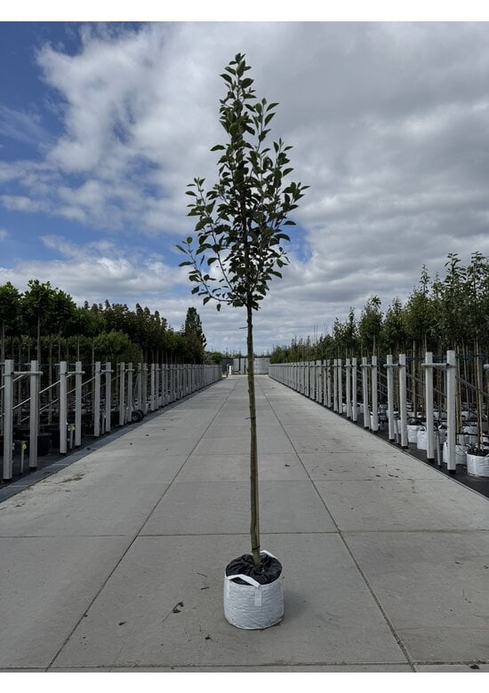 Apfelbaum 'James Grieve' | Malus domestica 'James Grieve'