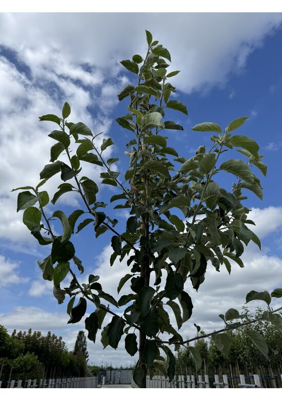 Apfelbaum 'Jonagold' | Malus domestica 'Jonagold' Apfelbaum 'Jonagold' | Malus domestica 'Jonagold'