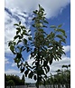 Apfelbaum 'Jonagold' | Malus domestica 'Jonagold' Apfelbaum 'Jonagold' | Malus domestica 'Jonagold'