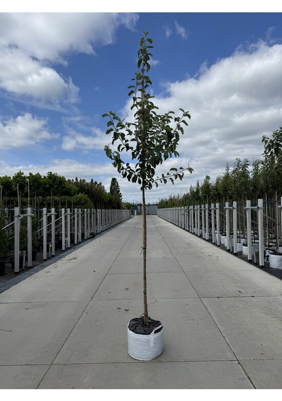 Apfelbaum 'Jonagold' | Malus domestica 'Jonagold'