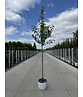 Apfelbaum 'Jonagold' | Malus domestica 'Jonagold' Apfelbaum 'Jonagold' | Malus domestica 'Jonagold'