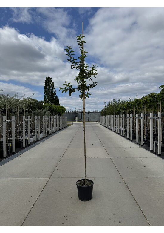 Zierapfel 'Red Sentinel' | Malus 'Red Sentinel'