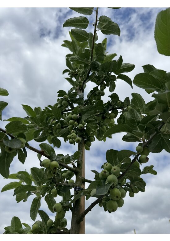 Zierapfel 'Red Sentinel' | Malus 'Red Sentinel'