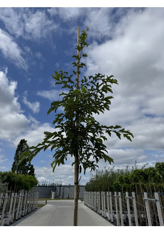Toringo-Apfel 'Brouwers Beauty' | Malus toringo 'Brouwers Beauty'