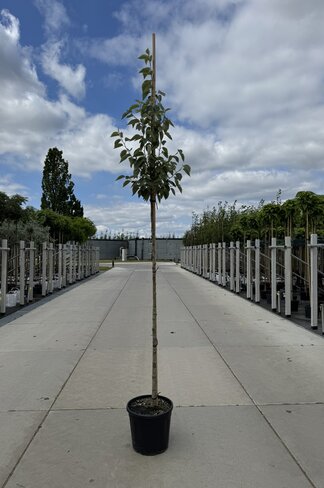 Scharlach-Apfel | Malus tschonoskii