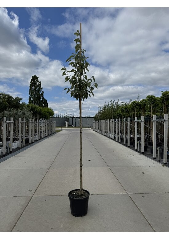 Scharlach-Apfel | Malus tschonoskii