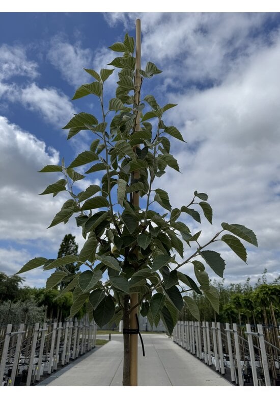 Scharlach-Apfel | Malus tschonoskii