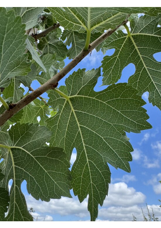 Schwarze Maulbeere | Morus nigra