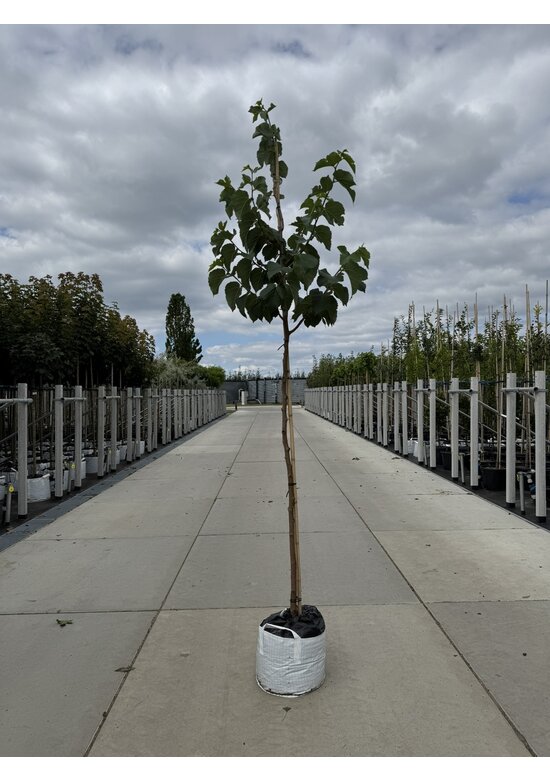 Schwarze Maulbeere | Morus nigra