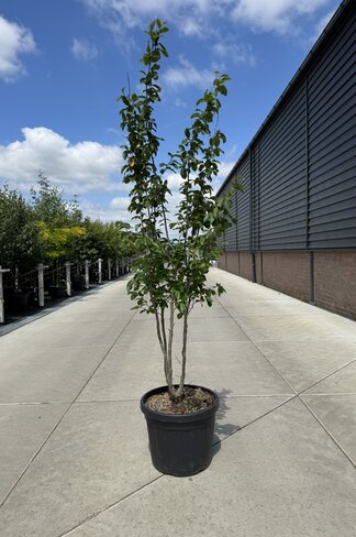 Eisenholzbaum 'Vanessa' - Mehrstämmig | Parrotia persica 'Vanessa' Eisenholzbaum 'Vanessa' - Mehrstämmig | Parrotia persica 'Vanessa'