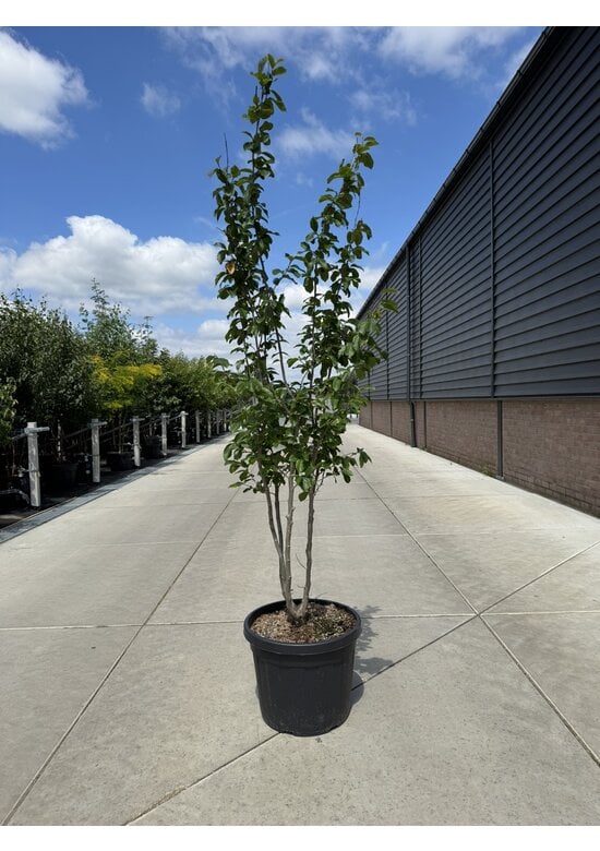 Eisenholzbaum 'Vanessa' mehrstämmig | Parrotia persica 'Vanessa'