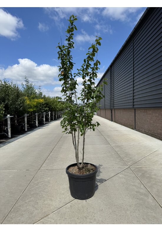 Eisenholzbaum 'Vanessa' - Mehrstämmig | Parrotia persica 'Vanessa'