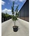Eisenholzbaum 'Vanessa' mehrstämmig | Parrotia persica 'Vanessa'