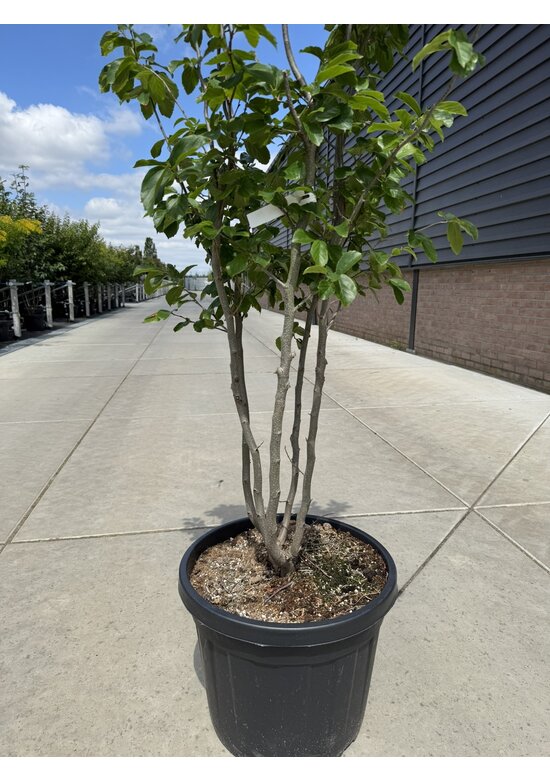Eisenholzbaum 'Vanessa' - Mehrstämmig | Parrotia persica 'Vanessa'