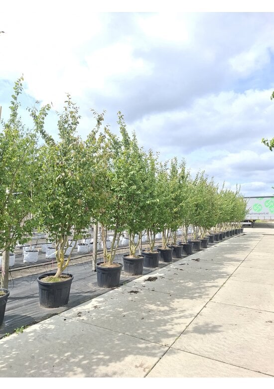 Eisenholzbaum 'Vanessa' mehrstämmig | Parrotia persica 'Vanessa'