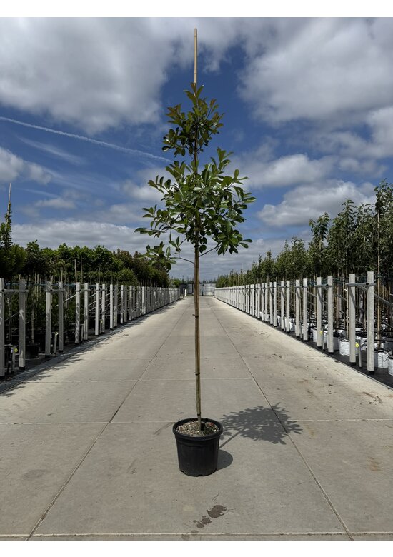 Glanzmispel baum 'Red Robin' | Photinia fraseri 'Red Robin'