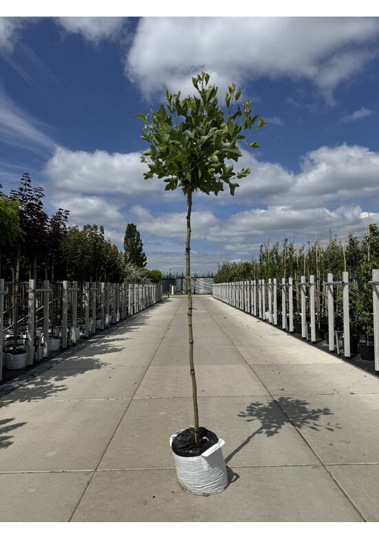 Kugelplatane 'Alphens Globe' | Platanus hispanica 'Alphens Globe'