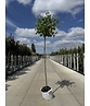 Kugelplatane | Platanus hispanica 'Alphens Globe'