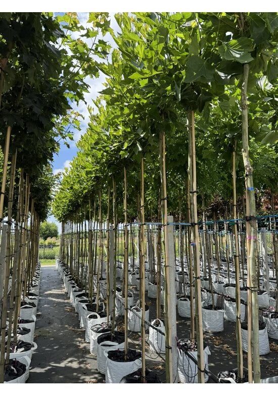 Kugelplatane | Platanus hispanica 'Alphens Globe'