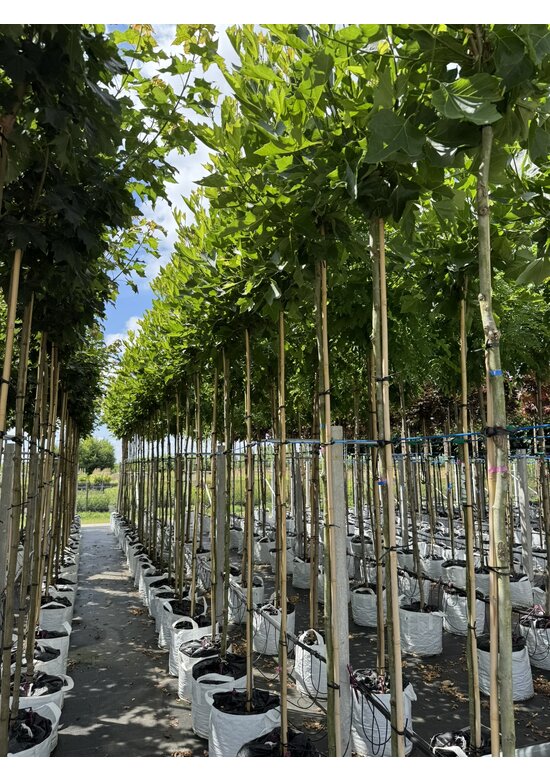 Kugelplatane 'Alphens Globe' | Platanus hispanica 'Alphens Globe'