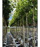Kugelplatane | Platanus hispanica 'Alphens Globe'