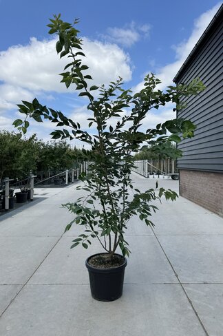 Zierkirsche 'Accolade' - Mehrstämmig | Prunus 'Accolade' Zierkirsche 'Accolade' - Mehrstämmig | Prunus 'Accolade'