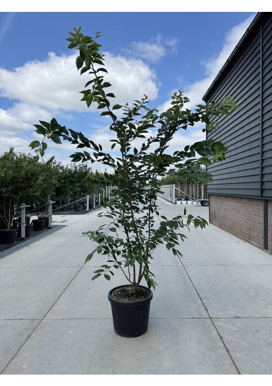 Zierkirsche 'Accolade' - Mehrstämmig | Prunus 'Accolade'