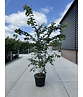 Zierkirsche 'Accolade' - Mehrstämmig | Prunus 'Accolade' Zierkirsche 'Accolade' - Mehrstämmig | Prunus 'Accolade'