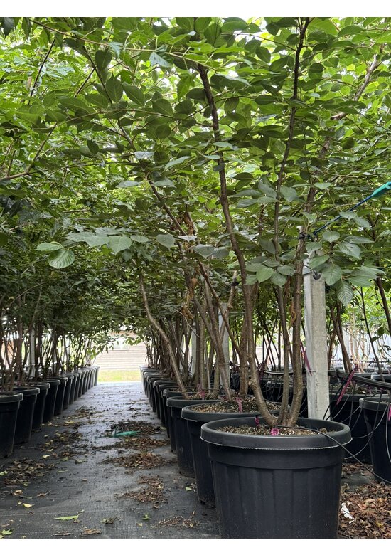 Zierkirsche 'Accolade' - Mehrstämmig | Prunus 'Accolade'