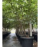 Zierkirsche 'Accolade' - Mehrstämmig | Prunus 'Accolade' Zierkirsche 'Accolade' - Mehrstämmig | Prunus 'Accolade'