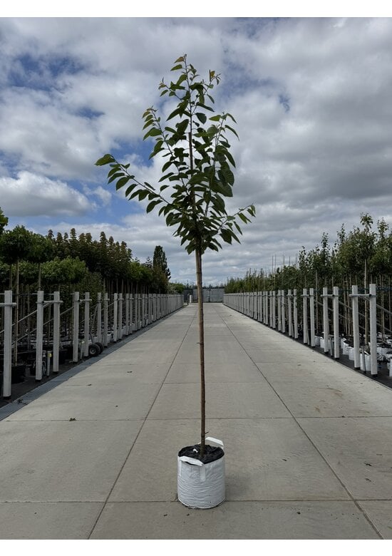 Süßkirsche 'Early Rivers' | Prunus avium 'Early Rivers'
