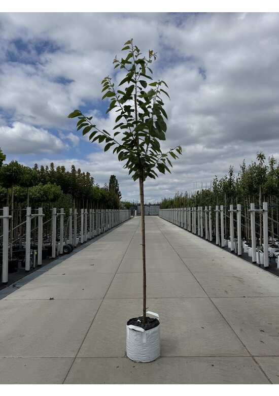 Süßkirsche 'Early Rivers' | Prunus avium 'Early Rivers'